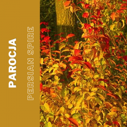 Parocja  Persian Spire